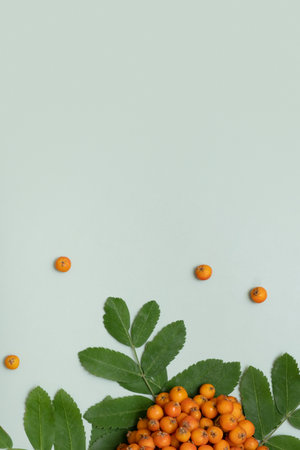 Autumn vertical background with rowan leaves and berries top view, flat lay. Copy space on pastel green background.の写真素材