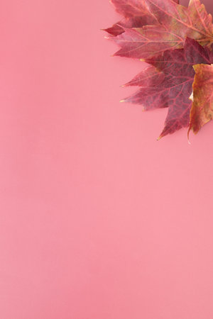 Red Autumn Fall Maple Leafs on red background with copy space.の写真素材