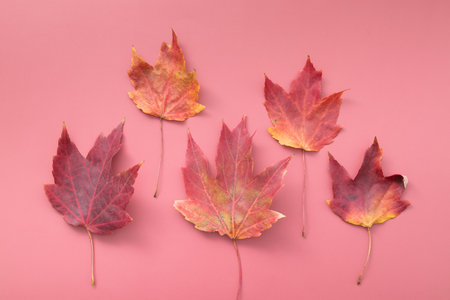 Red Autumn Fall Maple Leafs on red background.の写真素材