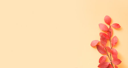 Red Autumn Fall Leafs on yellow background with copy space. Banner formatの写真素材
