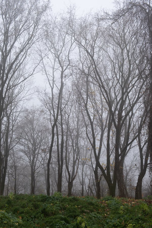 Bare tree branches in a foggy autumn park.の写真素材