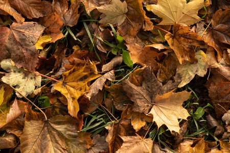 Orange yellow autumn leaves top view. Autumn season aesthetic natural background.の写真素材