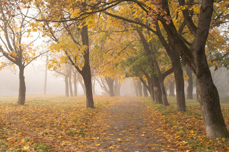 Autumn season outdoors. Yellow-orange trees and fallen leavesの写真素材