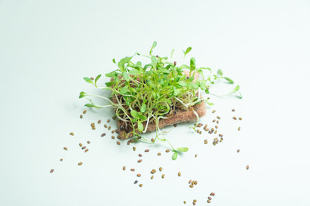 Close up seeds and microgreen alfalfa and scissors on green background