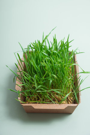 Sprouted microgreen oat sprouts in paper box on green background