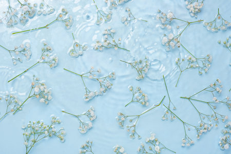Gypsophila flowers with water drops and vewes top view on blue background.