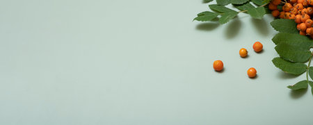 Autumn banner composition with rowan berries and leaves top view on pastel green background. Copy space.の写真素材