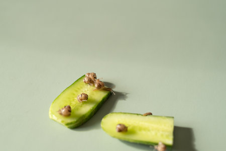 Baby snails Lissachatina fulica or Achatina fulica on a green background. High quality photoの写真素材
