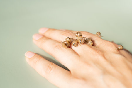Baby snails Lissachatina fulica or Achatina fulica on a green background.