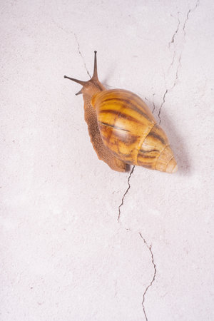 Giant snail on grey background.の写真素材