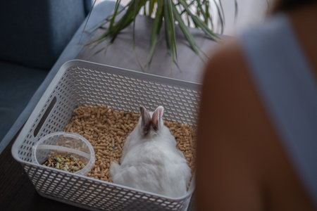 A domestic white rabbit with gray ears in a home environment.の写真素材