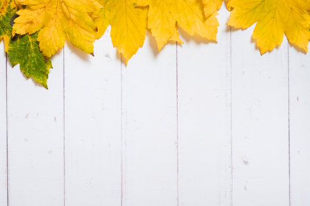 Multicolored maple autumn leaves on white wooden background. Copy space.の写真素材