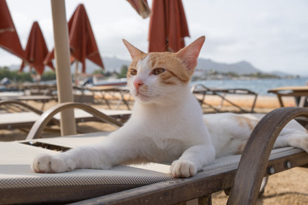 A cat lounges comfortably on a beach lounger near the sea, soaking up the sun. Umbrellas are in the background, and hills create a scenic backdrop. The atmosphere is calm and inviting.の写真素材