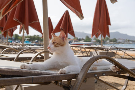 A calm cat lounges on a beach chair under shaded umbrellas. The tranquil sea and distant mountains create a serene atmosphere perfect for relaxation.の写真素材