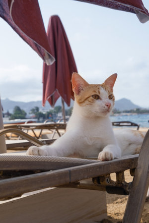 Cat relaxing on a beach lounger by the sea, enjoying a sunny day with umbrellas and distant hills.の写真素材