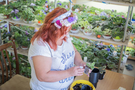 A woman works in a greenhouse filled with various African violet plants. She uses tools to care for the plants and is focused on her task, surrounded by greenery.の写真素材