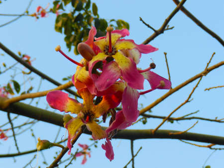 Flowers in Spring Seasonの写真素材