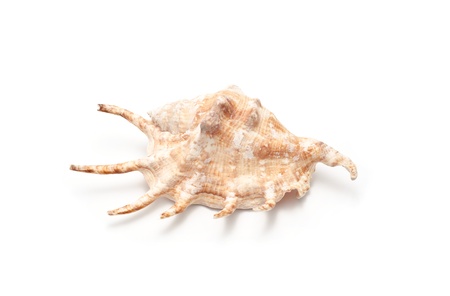 image of sea shell isolated on whiteの写真素材