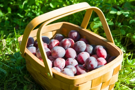 Image of basket of plumsの写真素材