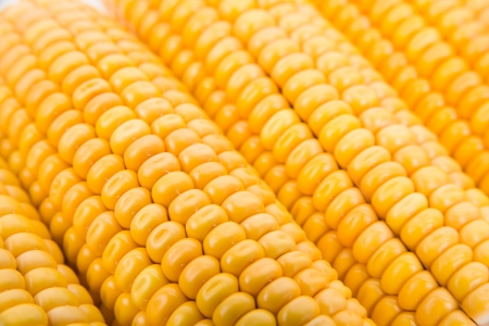 Corn cobs closeup with selective focusの写真素材