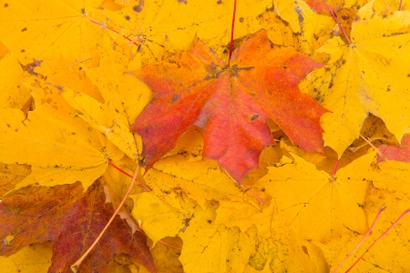 Image of Maple leaves background, selective focusの写真素材