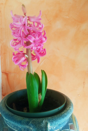 Water hyacinthの写真素材