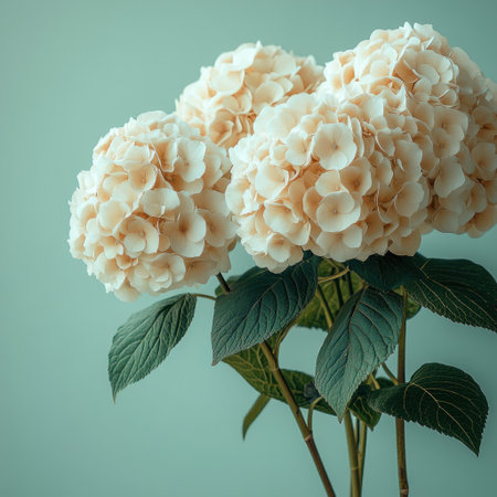 Lovely hydrangeas brighten the tranquil space with their soft colors.の素材