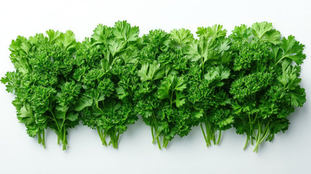 Vibrant green parsley bundles showcase freshness and enhance any dish or garnish.の素材