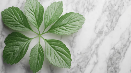 Fresh green leaf sits on clean marble, highlighting its vibrant texture and shape.の素材
