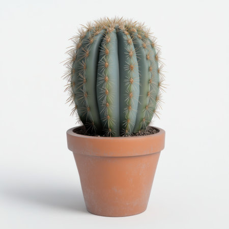 A spiky green cactus rests in a brown clay pot, featured against a plain white backdrop.の素材