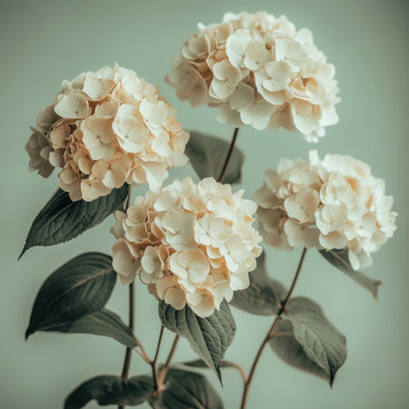 Hydrangeas bloom gracefully, showcasing their creamy petals and lush green leaves.の素材