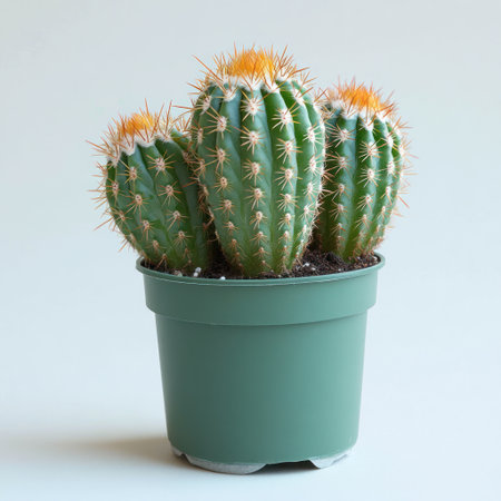 Three stunning cacti in a green pot create a lively atmosphere in the room.の素材