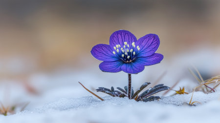 A vibrant purple flower stands alone amid melting snow, symbolizing spring's arrival.の素材