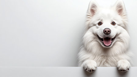 A joyful white Samoyed greets with a playful demeanor and bright eyes.の素材