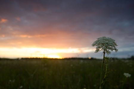 Opened hardback book diary, fanned pages on blurred nature landscape backdrop, lying in summer field on green grass against sunset sky with back light. Copy space, back to school education background.の写真素材