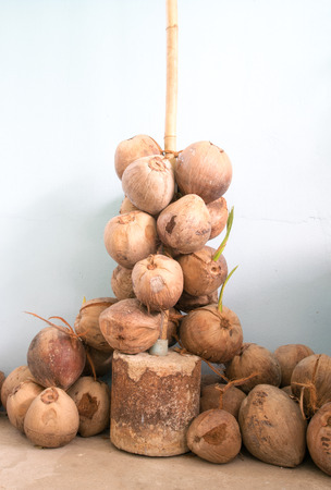 brown coconut bunch in vertical viewの写真素材