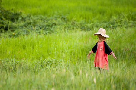 Scarecrow in a rice field at Pai, Mae Hong Son, Thailandの写真素材