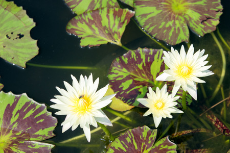 Thai lotus in pondのeditorial素材