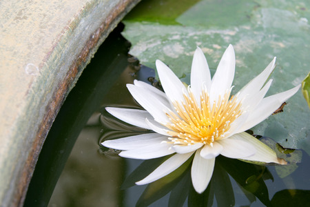 Thai lotus in pondのeditorial素材