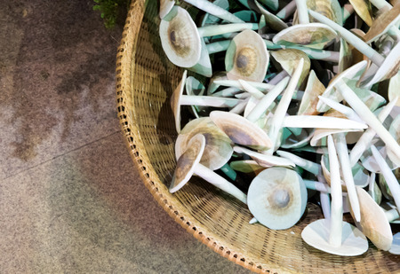 mushroom ceramic in bamboo basket for garden and home decorationの写真素材