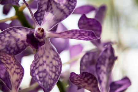 Beautiful Thai orchid flower