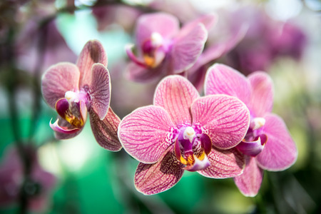 Beautiful Thai orchid flower