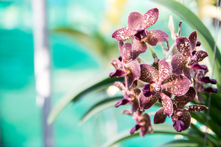 Beautiful Thai orchid flowerの写真素材