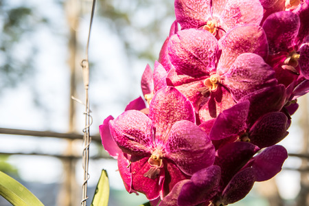 Beautiful Thai orchid flower