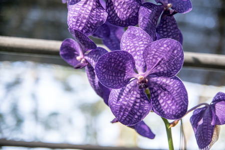 Beautiful Thai orchid flowerの写真素材