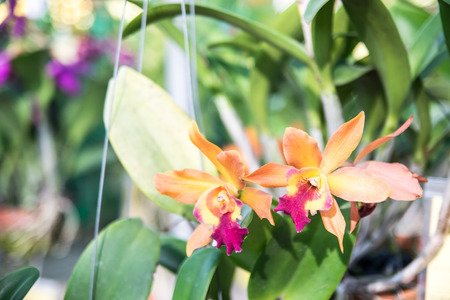 Beautiful Thai orchid flowerの写真素材