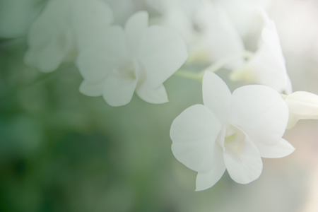 Beautiful Thai orchid flower backgroundの写真素材