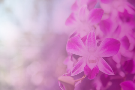 Beautiful Thai orchid flowerの写真素材
