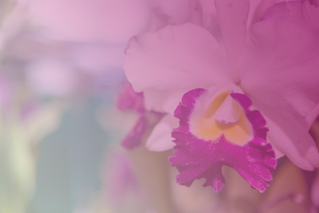 Beautiful Thai orchid flower