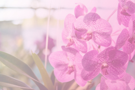 Beautiful Thai orchid flowerの写真素材